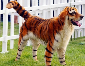 TigerDog